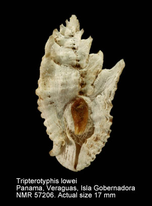 Tripterotyphis lowei.jpg - Tripterotyphis lowei(Pilsbry,1931)